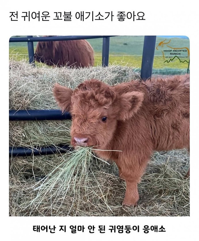 태어난지 얼마 안된 아기 소
