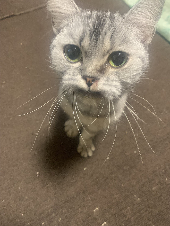 입양한지 2년...