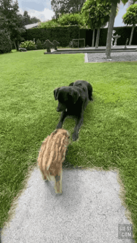 멍멍이 따라하는 멧돼지