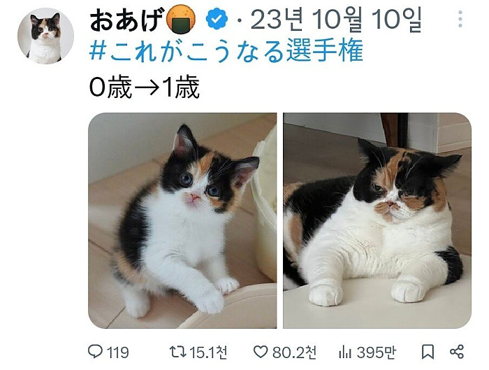 1.jpg 고양이 역변 레전드