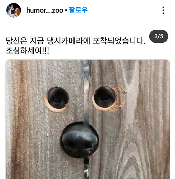 댕댕이 코