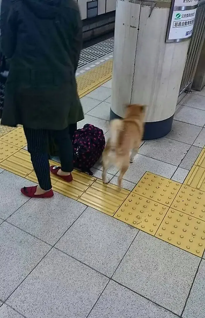 직원 : 선생님 반려견을 데리고 지하철을 타시면 안됩니다 손님 : 에구머니나. 제 개 아닌데요?